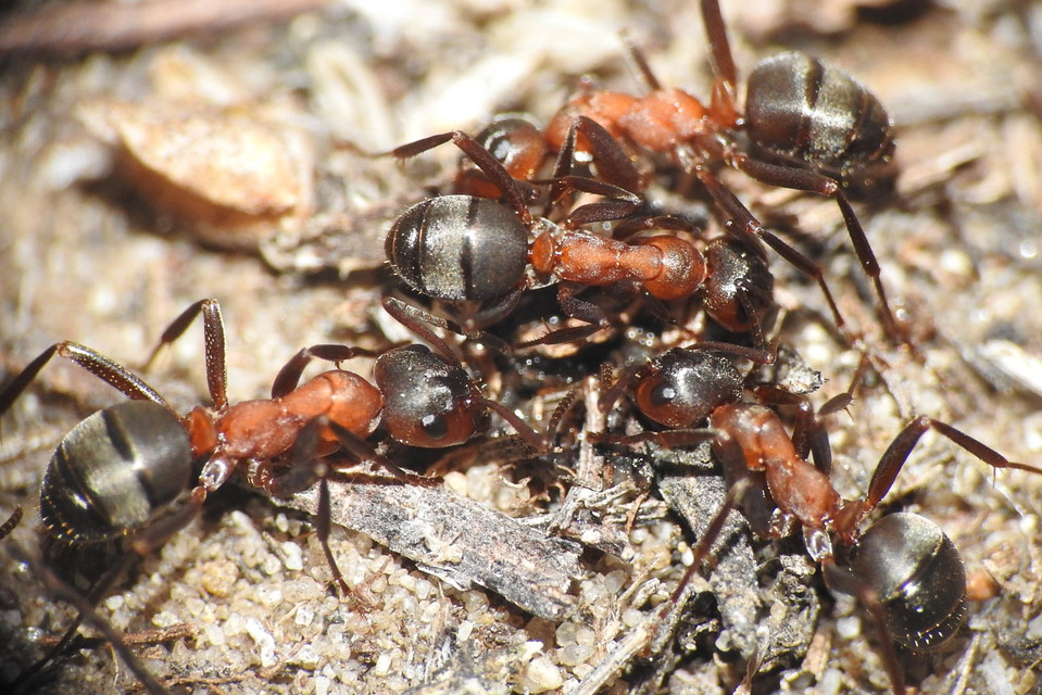 Formica sanguinea - vérvörös rablóhangya