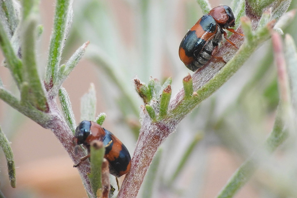 Coptocephala unifasciata - sárgalábú hullóbogár