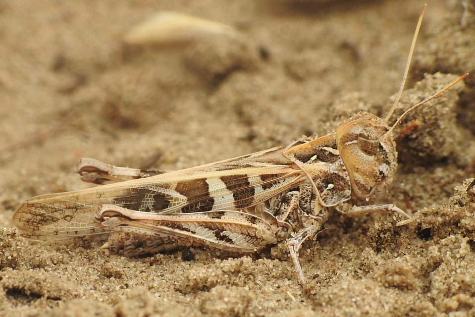 Oedaleus decorus - szalagos sáska