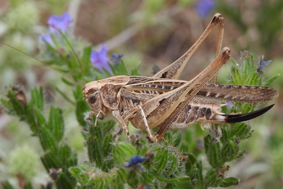 Platycleis affinis - púposhasú rétiszöcske