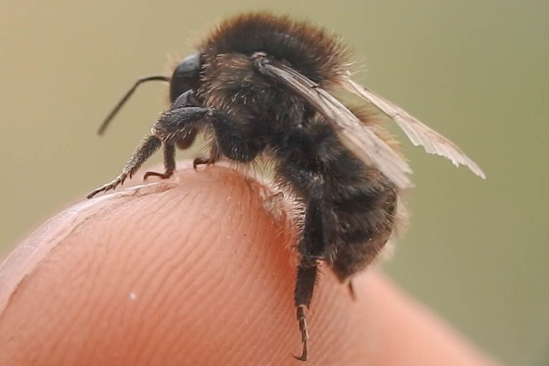 Bombus humilis - változékony poszméh