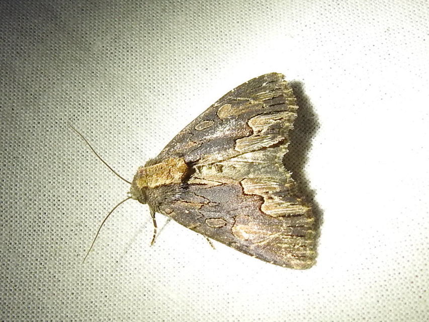 Dypterygia scabriuscula - szurokbarna nyáribagoly