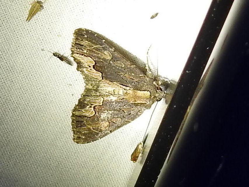 Dypterygia scabriuscula - szurokbarna nyáribagoly