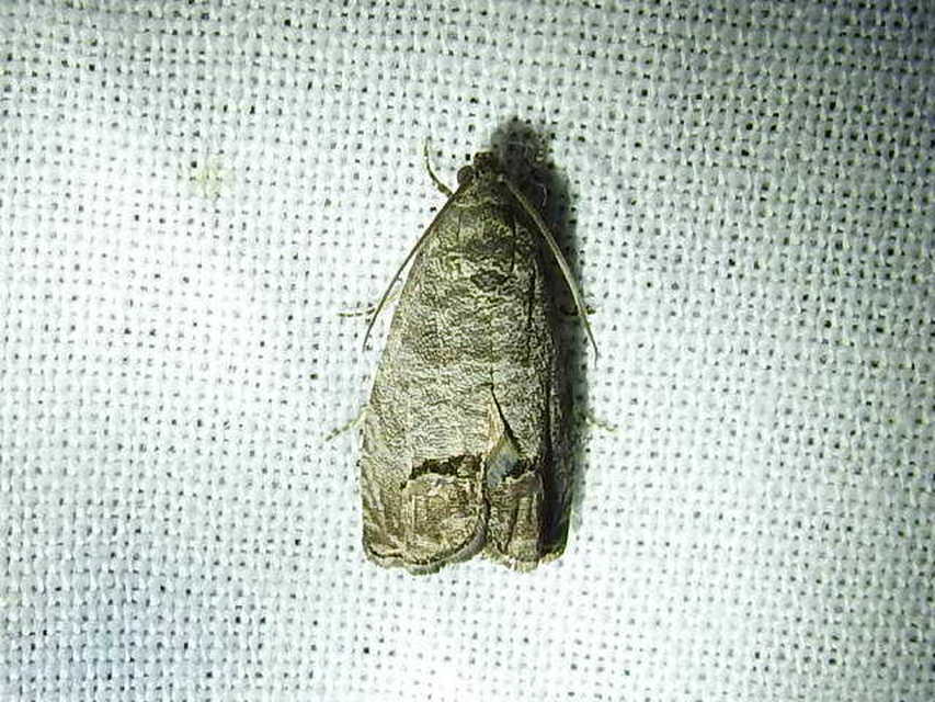 Cydia pomonella - almamoly