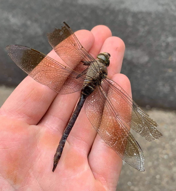 Anax parthenope - barna óriásacsa