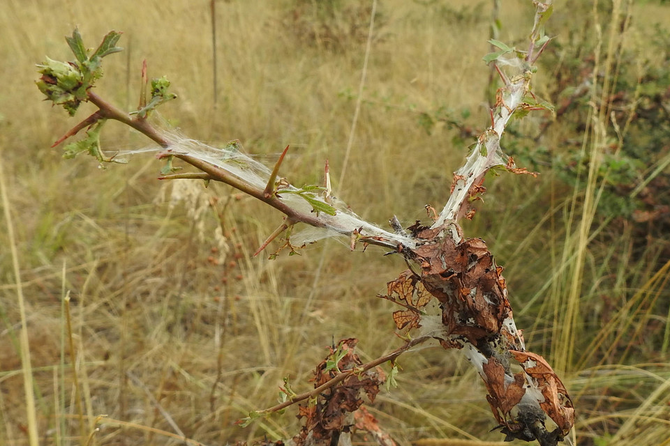 Filatima spurcella - kökénymoha-sarlósmoly
