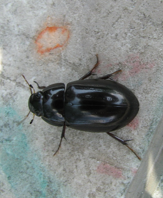 Hydrochara caraboides - kis csibor