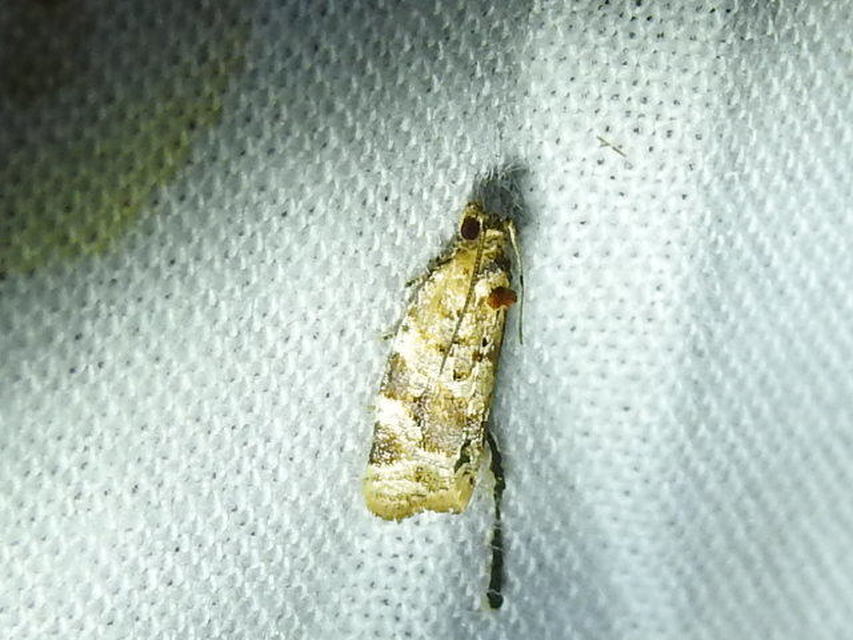 Argyrotaenia ljungiana - ékes sodrómoly