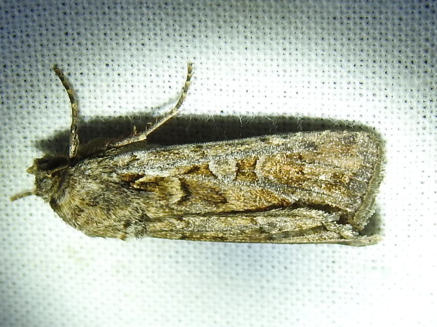 Euxoa tritici/nigrofusca/eruta