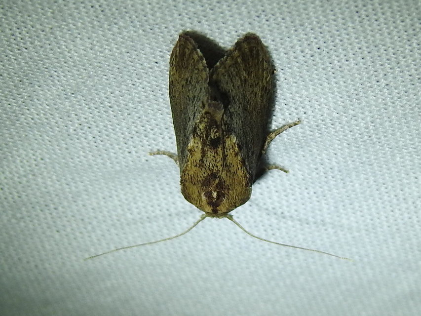 Galleria mellonella - nagy viaszmoly