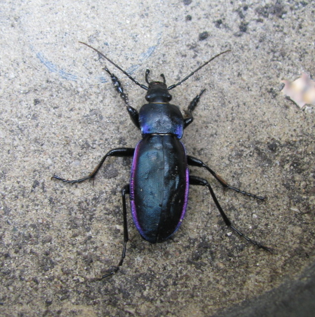 Carabus germarii exasperatus - dunántúli kékfutrinka
