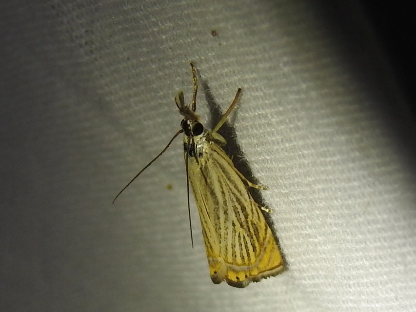 Chrysoteuchia culmella - kerti fűgyökérmoly
