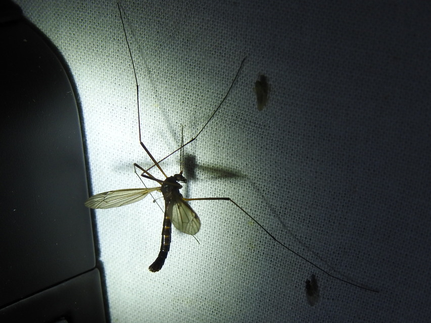 Nigrotipula nigra
