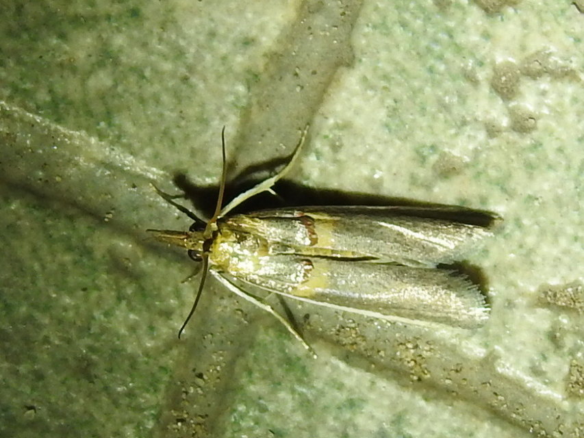 Etiella zinckenella - akácmoly