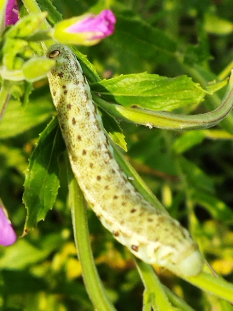 Proserpinus proserpina - törpeszender