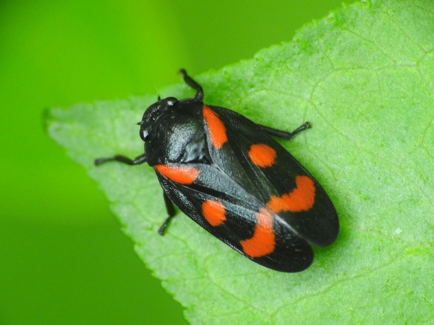 Cercopis arcuata/sanguinolenta