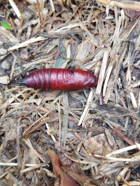 Proserpinus proserpina - törpeszender