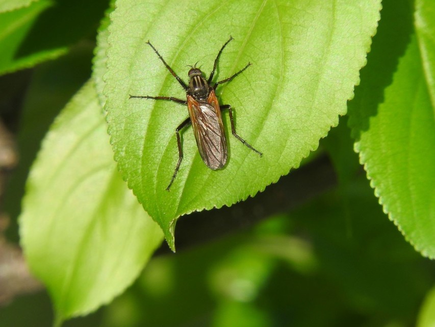 Rhamphomyia