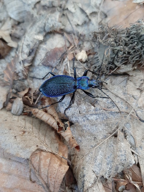 Carabus intricatus - kék laposfutrinka