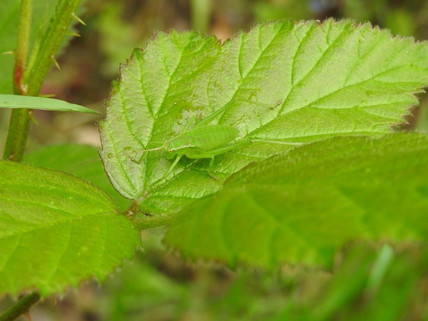 Isophya kraussii - erdei tarsza