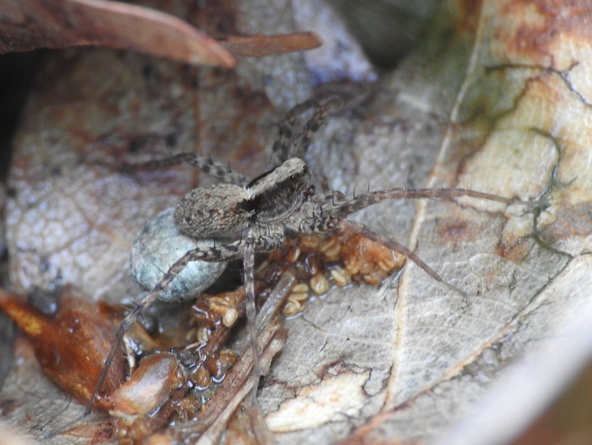 Pardosa alacris/lugubris