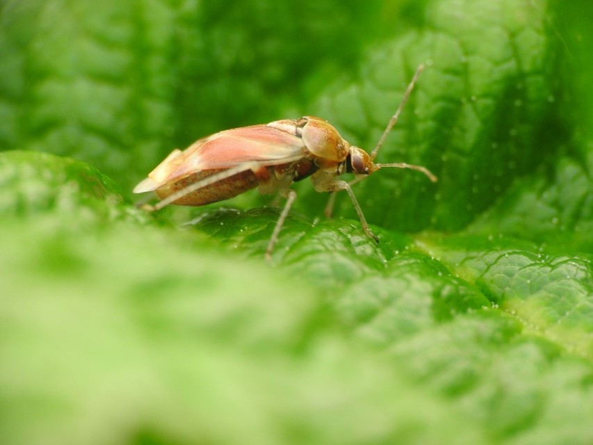 Harpocera