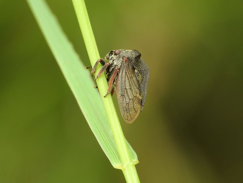 Centrotus cornutus - szarvaskabóca