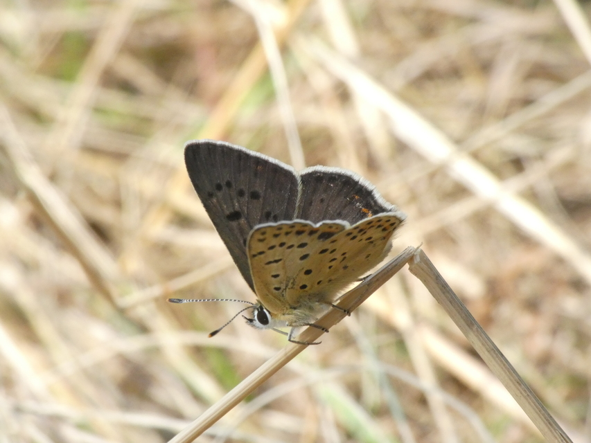 Lycaena tityrus - barna tűzlepke