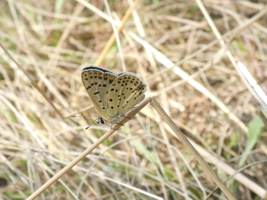 Lycaena tityrus - barna tűzlepke