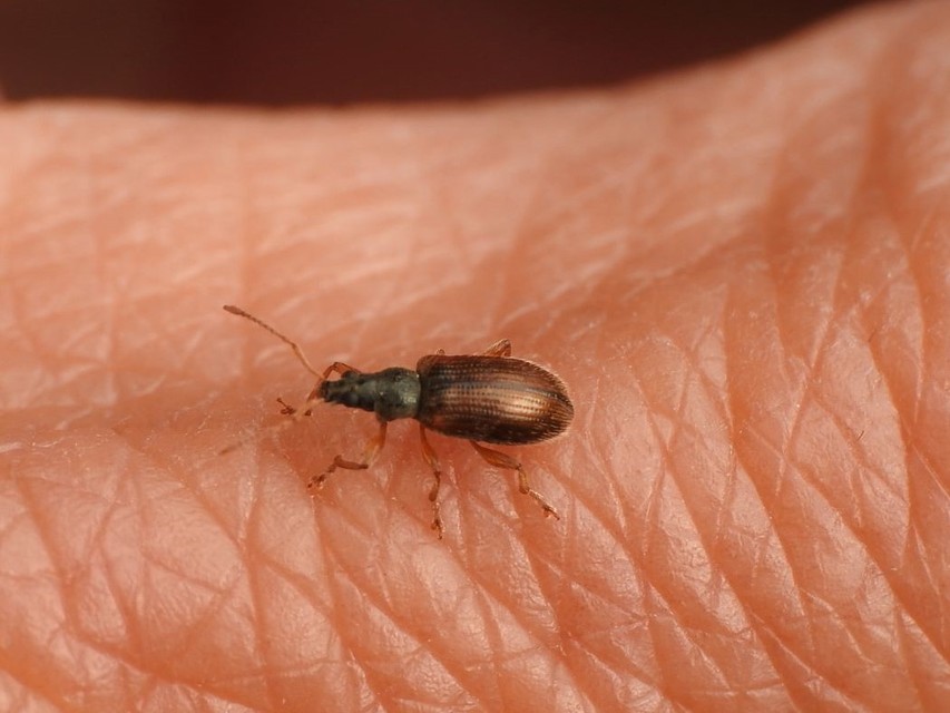 Phyllobius oblongus - közönséges levélormányos