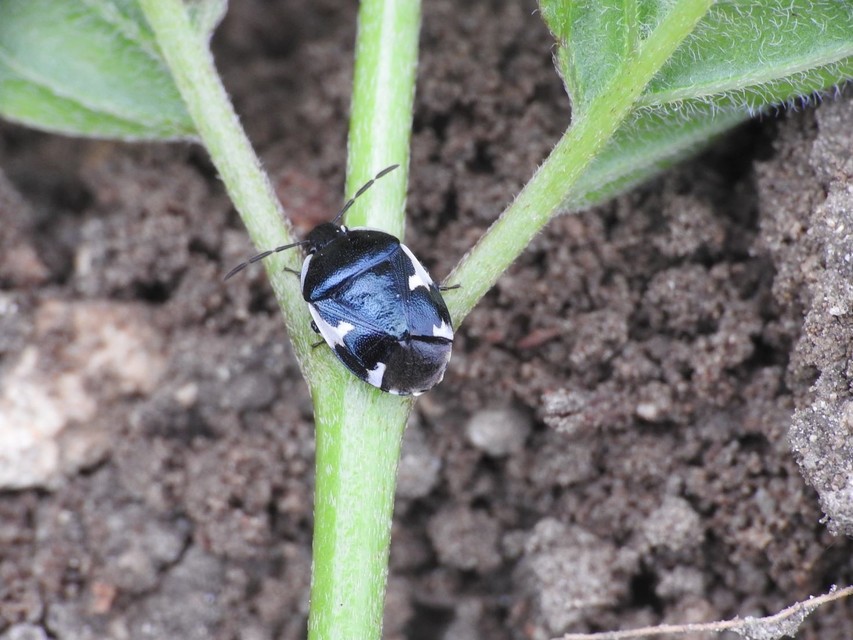 Tritomegas sexmaculatus - hatfoltos földipoloska