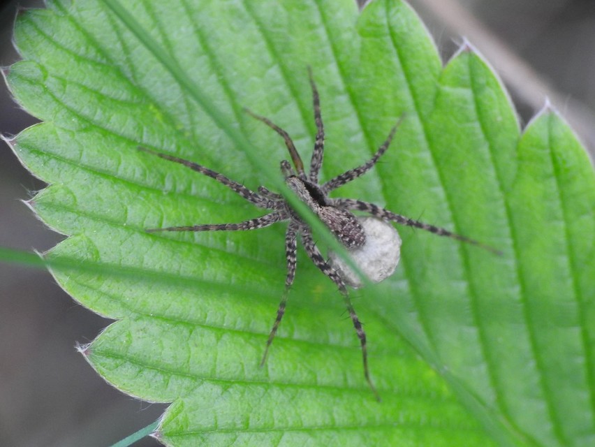 Pardosa alacris/lugubris