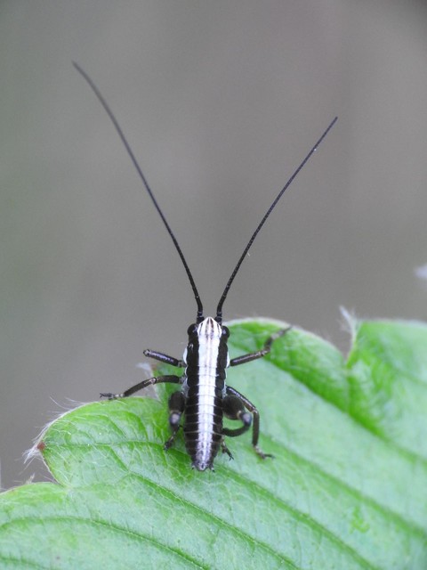 Pholidoptera fallax - galléros avarszöcske