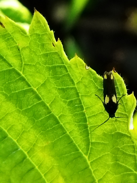 Scythris sinensis - aranyfarú zöldmoly