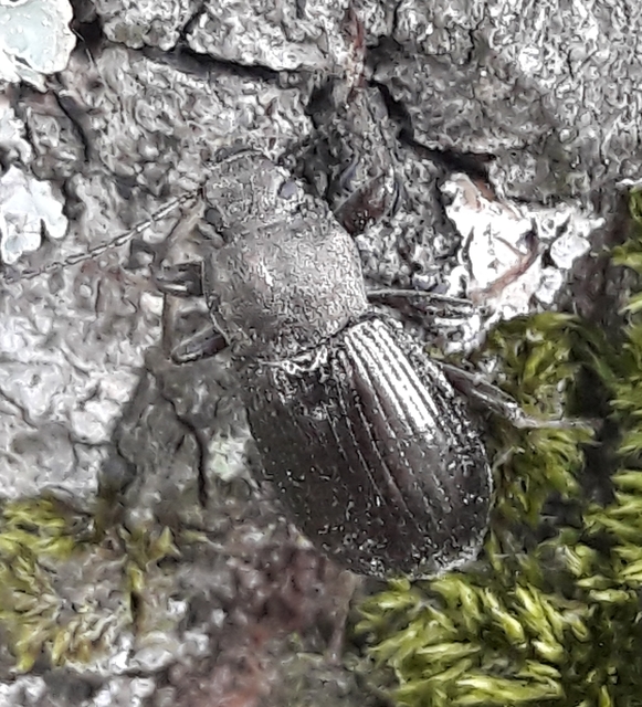 Stenomax aeneus - bronzos gyászbogár