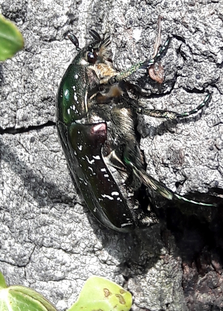 Protaetia marmorata - márványos virágbogár