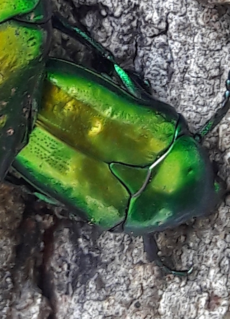 Protaetia affinis - smaragdzöld virágbogár