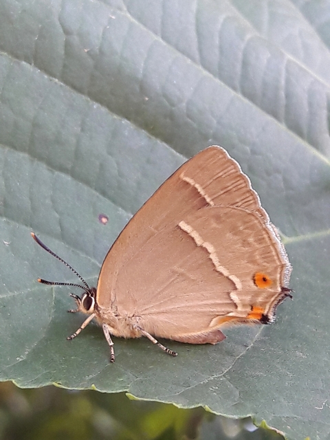 Neozephyrus quercus - tölgyfalepke