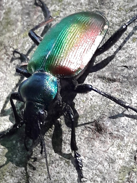 Calosoma sycophanta - aranyos bábrabló