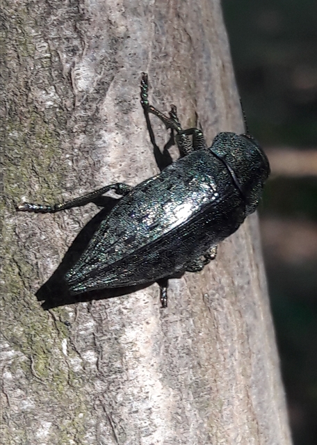 Dicerca berolinensis - bükkfa-díszbogár