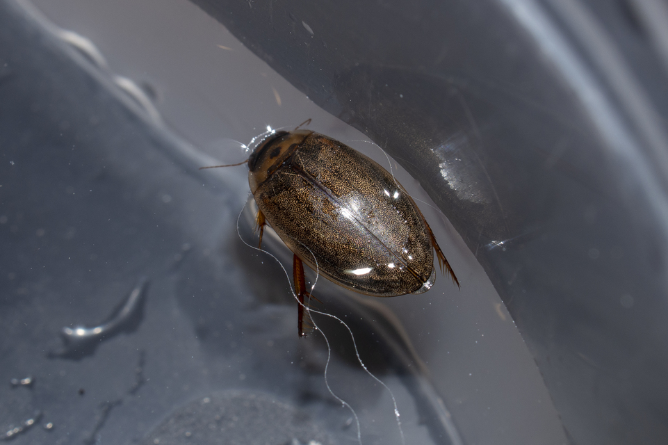 Rhantus suturalis - gyakori particsíkbogár