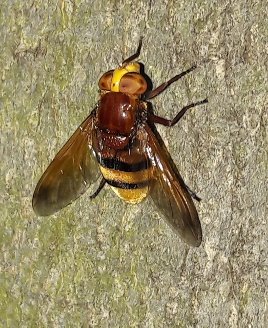Volucella zonaria - kétöves pihelégy