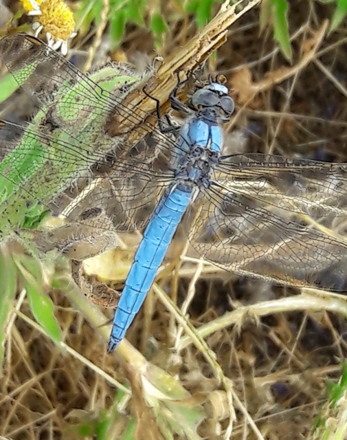 Orthetrum brunneum - pataki pásztorszitakötő