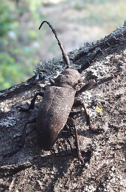 Lamia textor - takácscincér