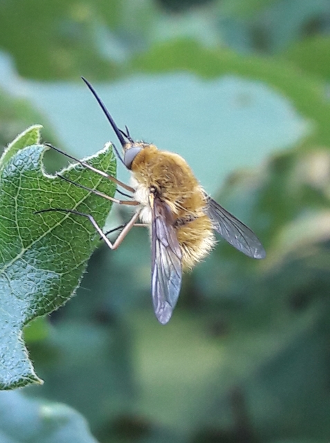 Bombylius fulvescens