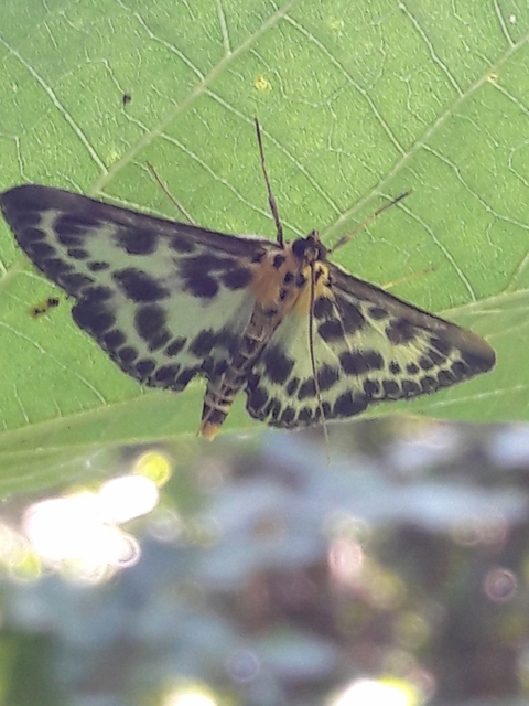 Anania hortulata - tarka csalánmoly