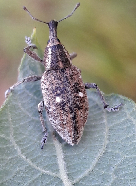 Lepyrus palustris - kétpettyes fűzormányos