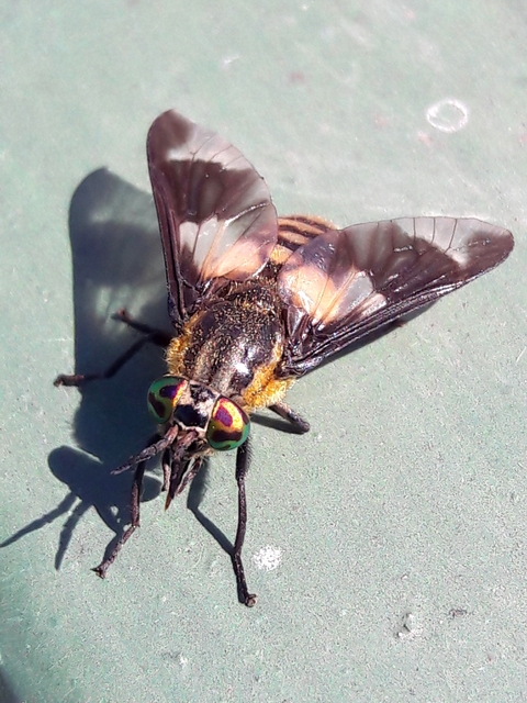 Chrysops