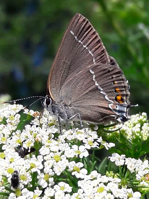 Satyrium spini - kökény-csücsköslepke