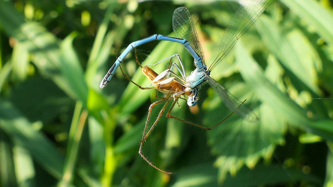 Tetragnatha